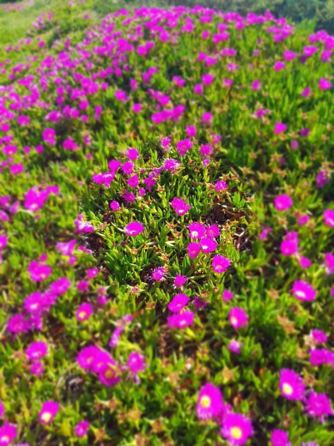 La Rose Des Sables Appartement
